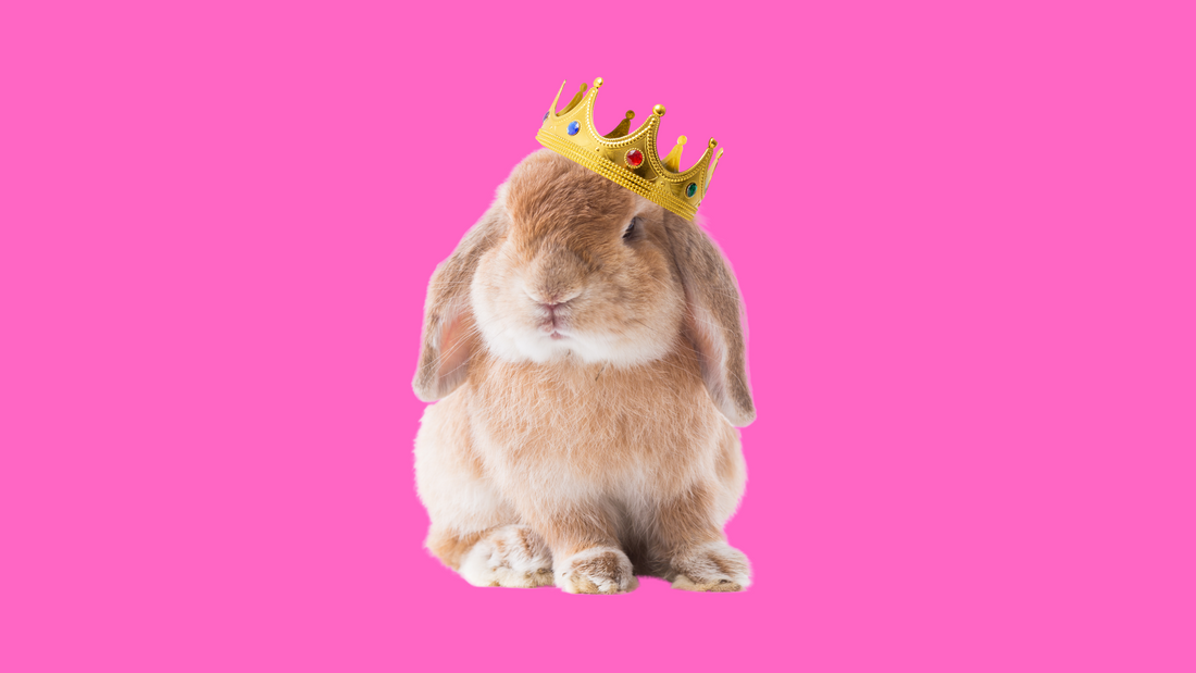 rabbit wearing gold crown
