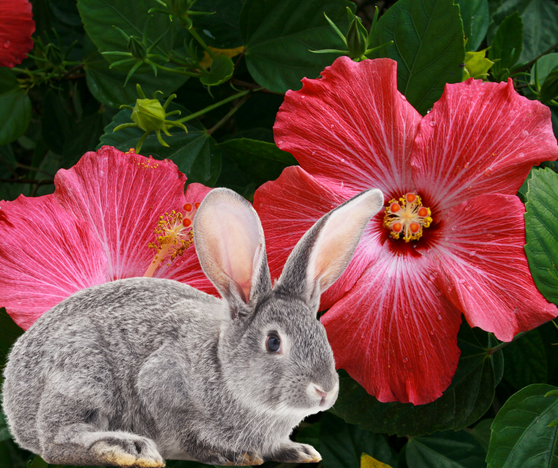 rabbit with hibiscus
