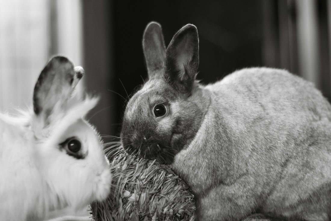 Common Rabbit Myths — Busted!