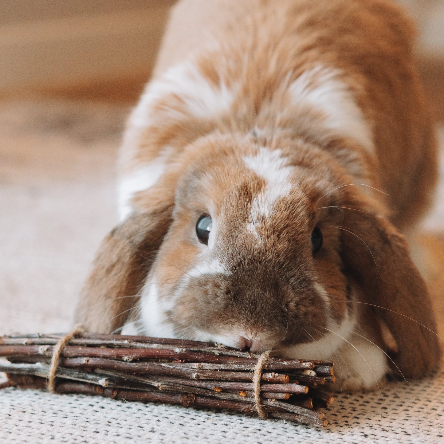 2-Pack Apple Wood Stick Bundles Chew Toy