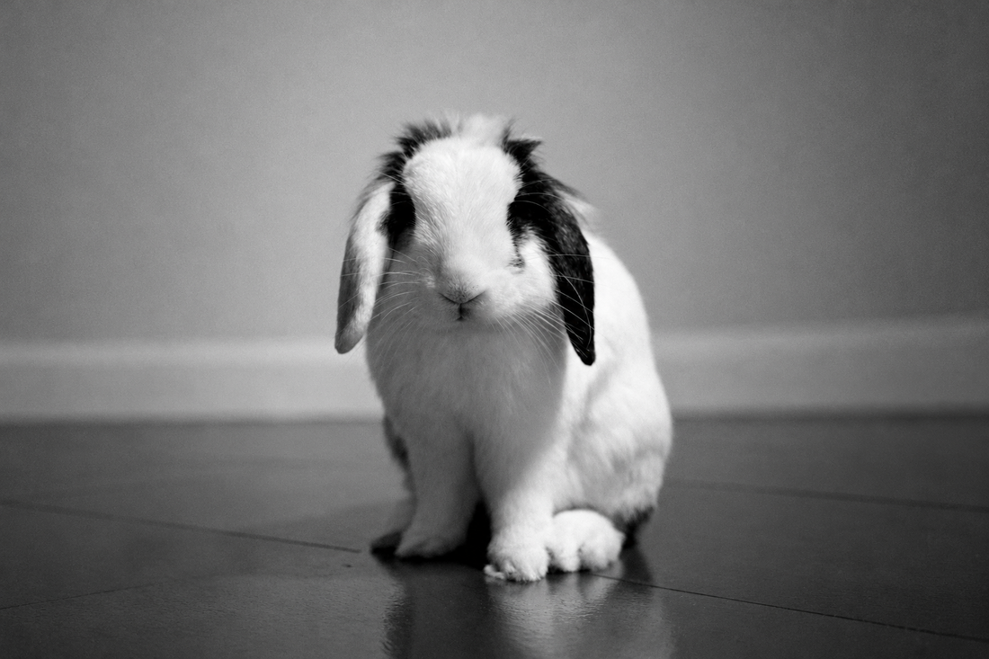black and white photo of a rabbit indoors