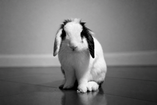 black and white photo of a rabbit indoors
