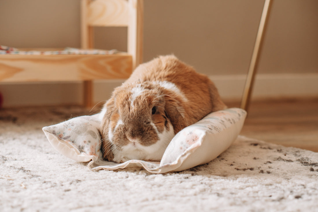 Adorable indoor rabbit sitting on a cozy rug, enjoying a safe and comfortable home environment.