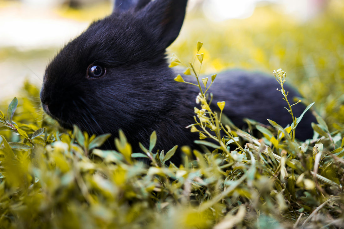 All About Hay - What Kind Do I Get For My Bunny?