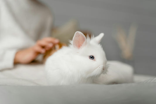 rabbit-proofed living room with pet rabbit