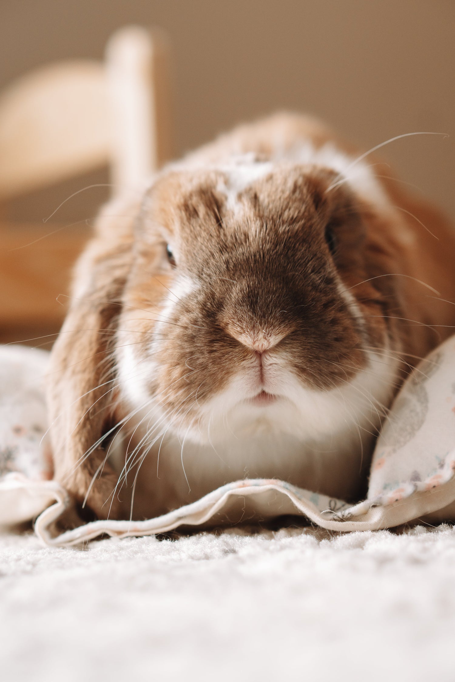 Bunny Enrichment Toys!