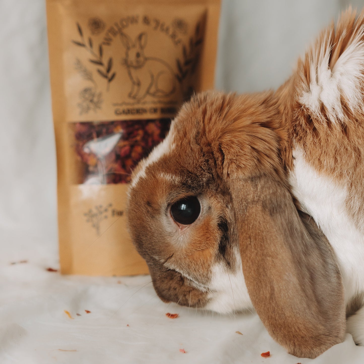 Rabbit eating loose herbs and flowers on white floor